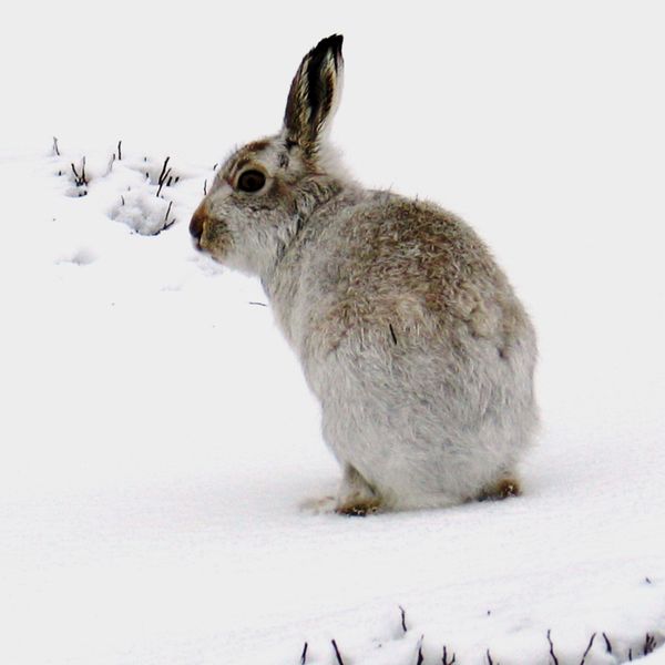 In Search of the Elusive Mountain Hare